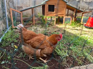 IMG_4954 (1)_3_11zon